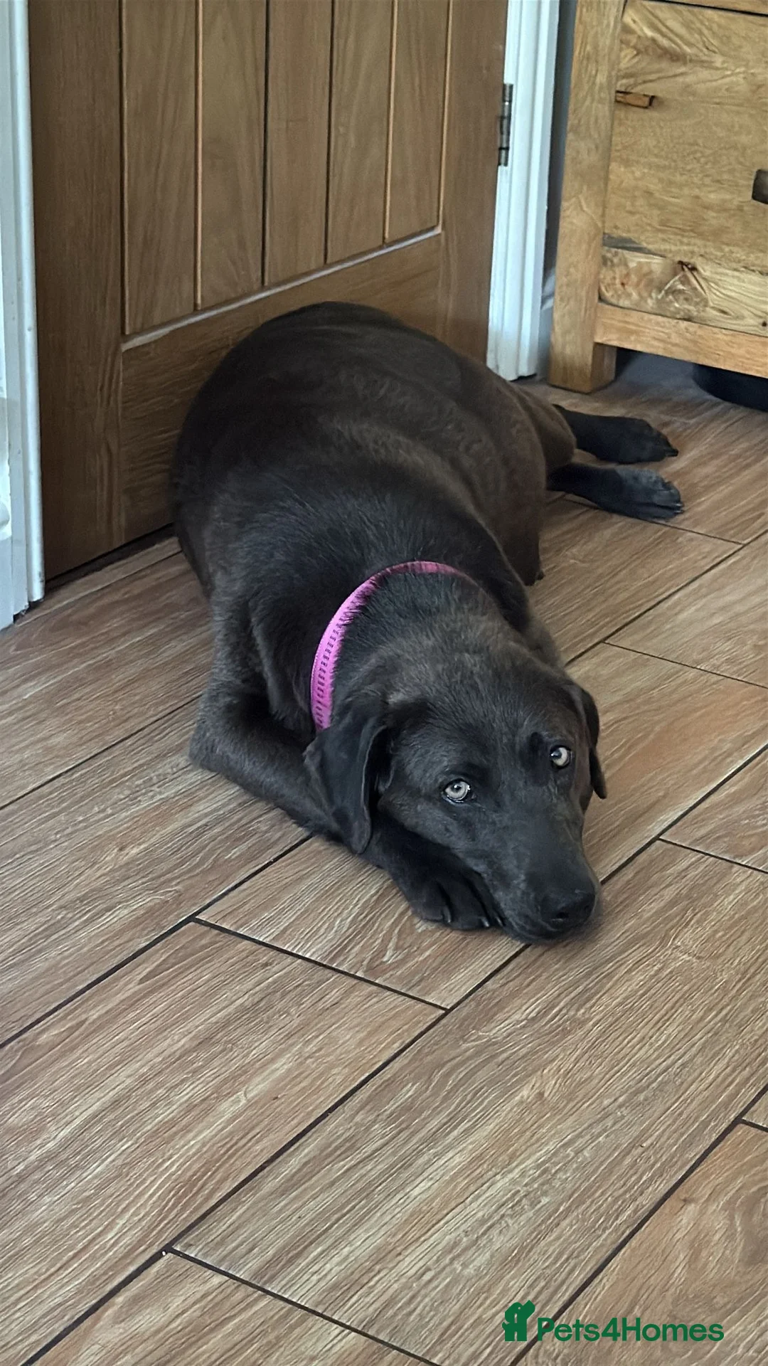 Labrador Retriever dogs for sale: 🐶 KC LABRADOR PUPPIES DUE SOON 🐶 - Advert 1