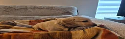 Labradoodle dogs for sale: Labradoodle puppies in Cupar - Advert 18