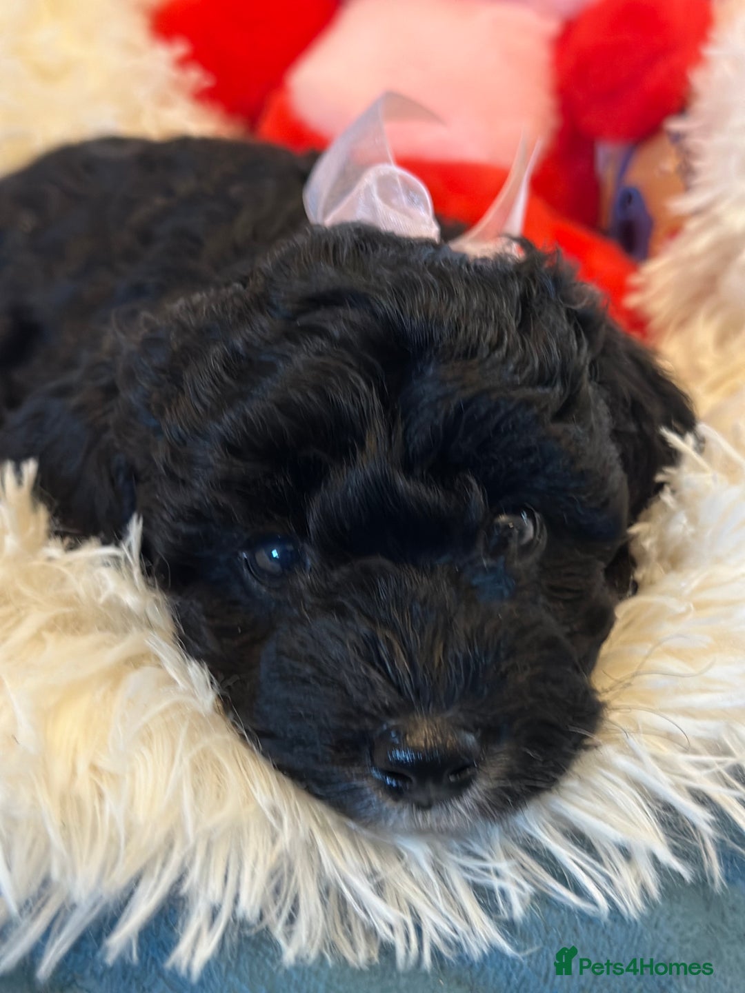 Poochon dogs for sale: Poochon puppies  - Image 3