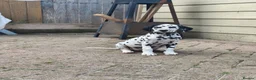 Dalmatian dogs for sale: Last girl x  - Advert 10