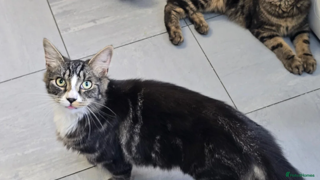 Mixed Breed cats for sale: Two boys needing a home  - Advert 12