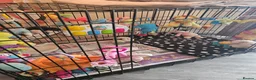 Cavapoo dogs for sale: 5* Cavapoo Puppies - Advert 13
