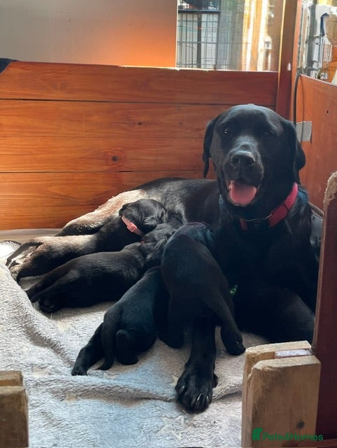 Labrador Retriever dogs Beautiful KC REG family raised Black Lab puppies - Advert 1