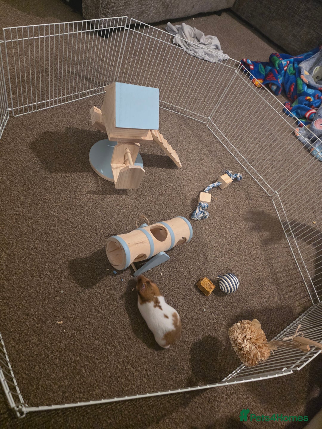 Hamster rodents for sale: Female Syrian Hamster - Advert 7