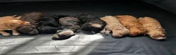 Toy Poodle dogs for stud: Brown Merle Poodle health tested - Advert 30