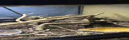 Leopard Gecko reptiles for sale: X2FULL SET UP male+female leopard gecko(breedable) in Ashton-under-Lyne - Advert 3