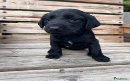 Mixed Breed dogs for sale: Gorgeous Lab x Collie puppies - Image 6