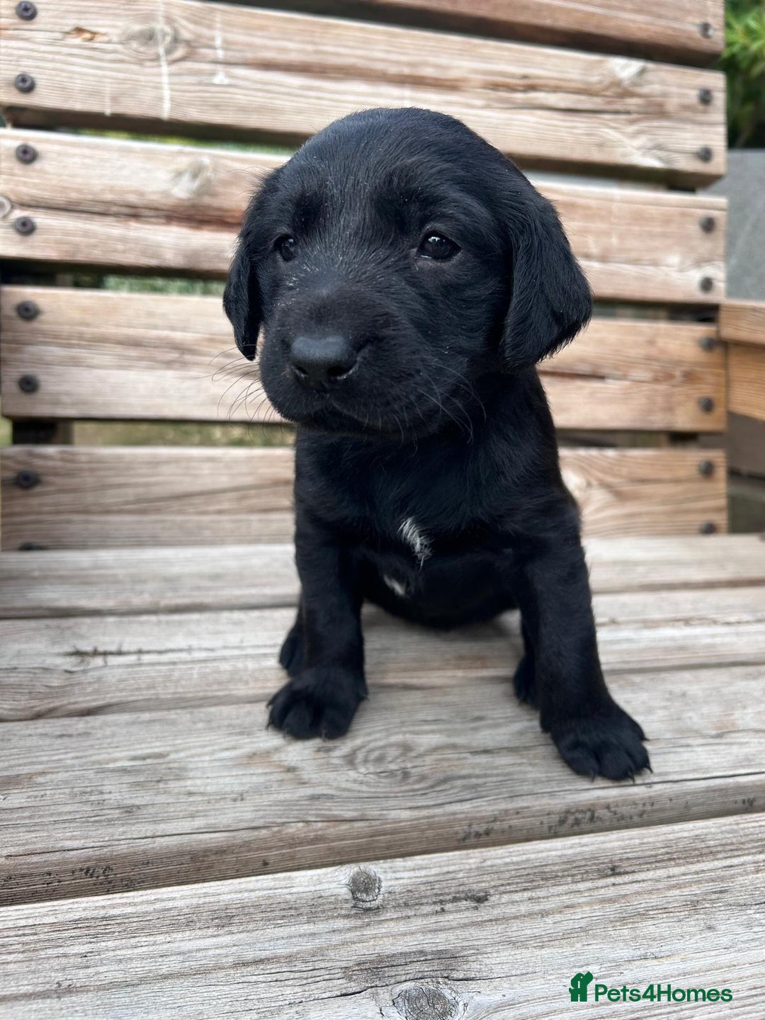 Mixed Breed dogs for sale: Gorgeous Lab x Collie puppies - Image 6