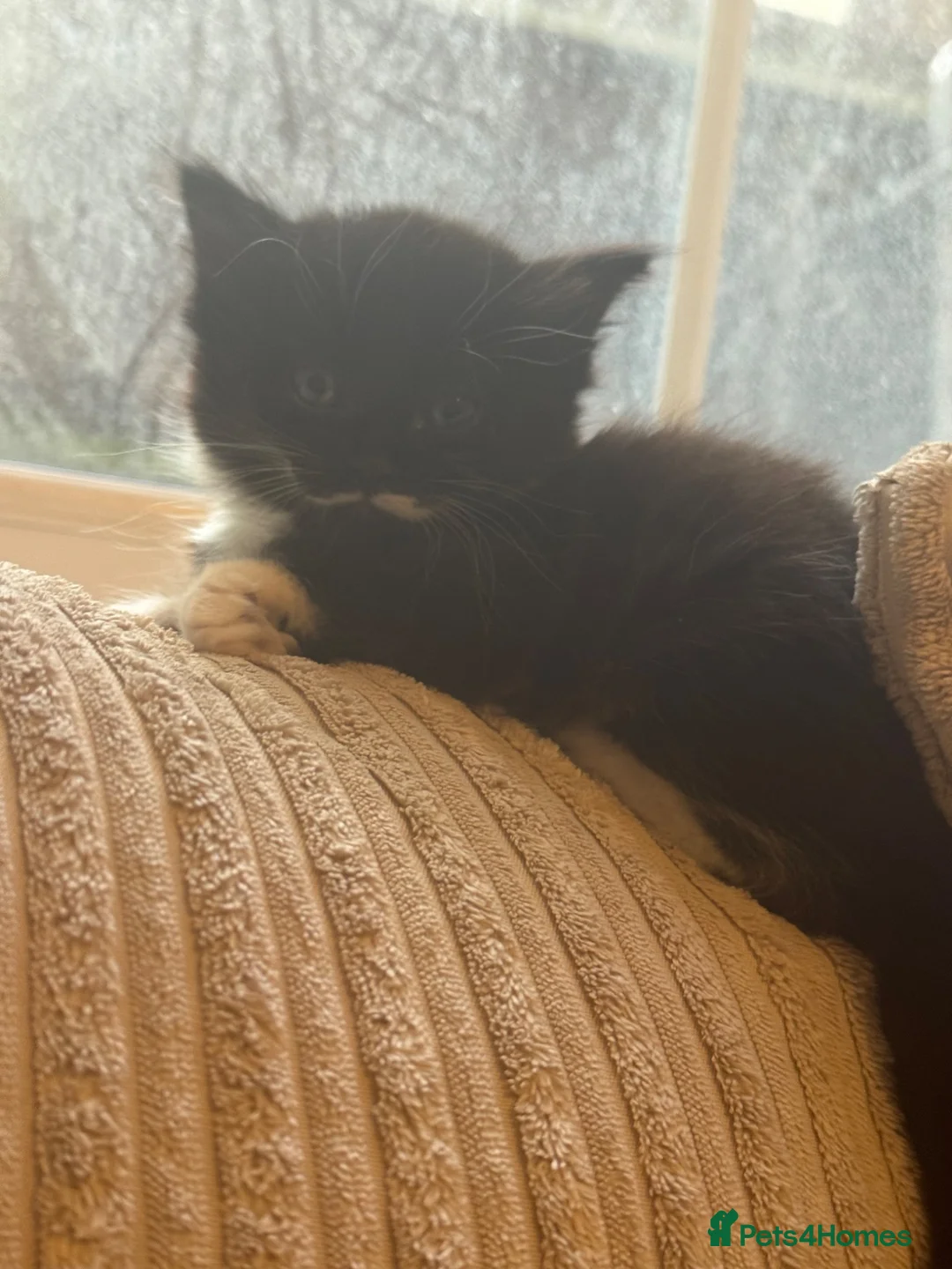 Mixed Breed cats for sale: 4 kittens for sale will be ready to leave soon ‼️ - Advert 2