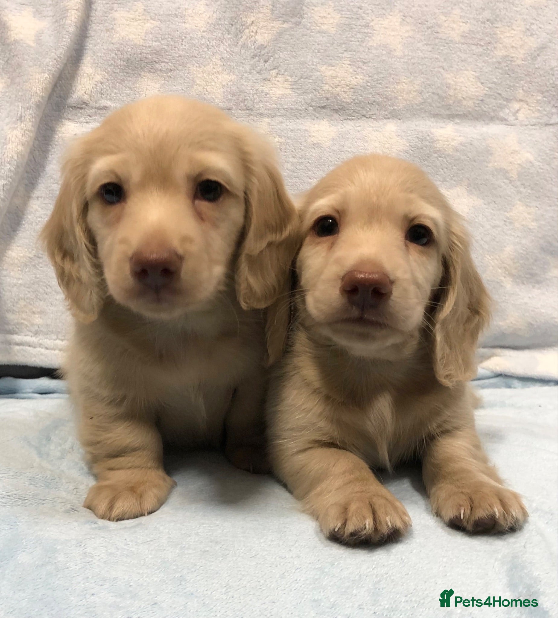 Miniature Dachshund dogs Miniature Longhaired cream dachshund  puppies - Advert 1