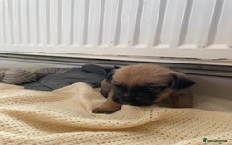Jackapoo dogs for sale: 4 Stunning Jackapoo Pups - Image 5