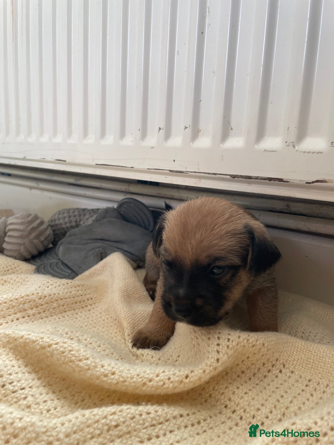 Jackapoo dogs for sale: 4 Stunning Jackapoo Pups - Image 5