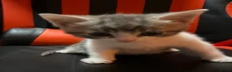 Mixed Breed cats for sale: Beautiful kittens - Advert 3