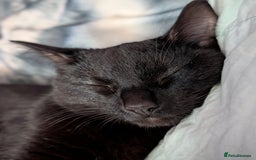 Bombay cats for sale: BLACK BOMBAY FEMALE - Image 4