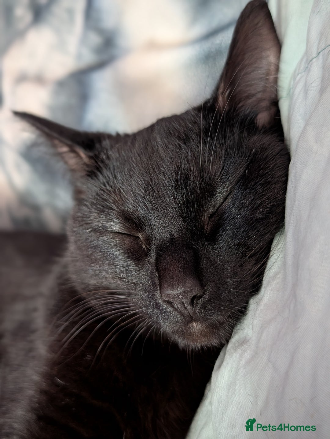 Bombay cats for sale: BLACK BOMBAY FEMALE - Image 4