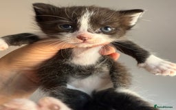 Ragdoll cats for sale: 2 kittens available 1 female, 1 male  - Image 5