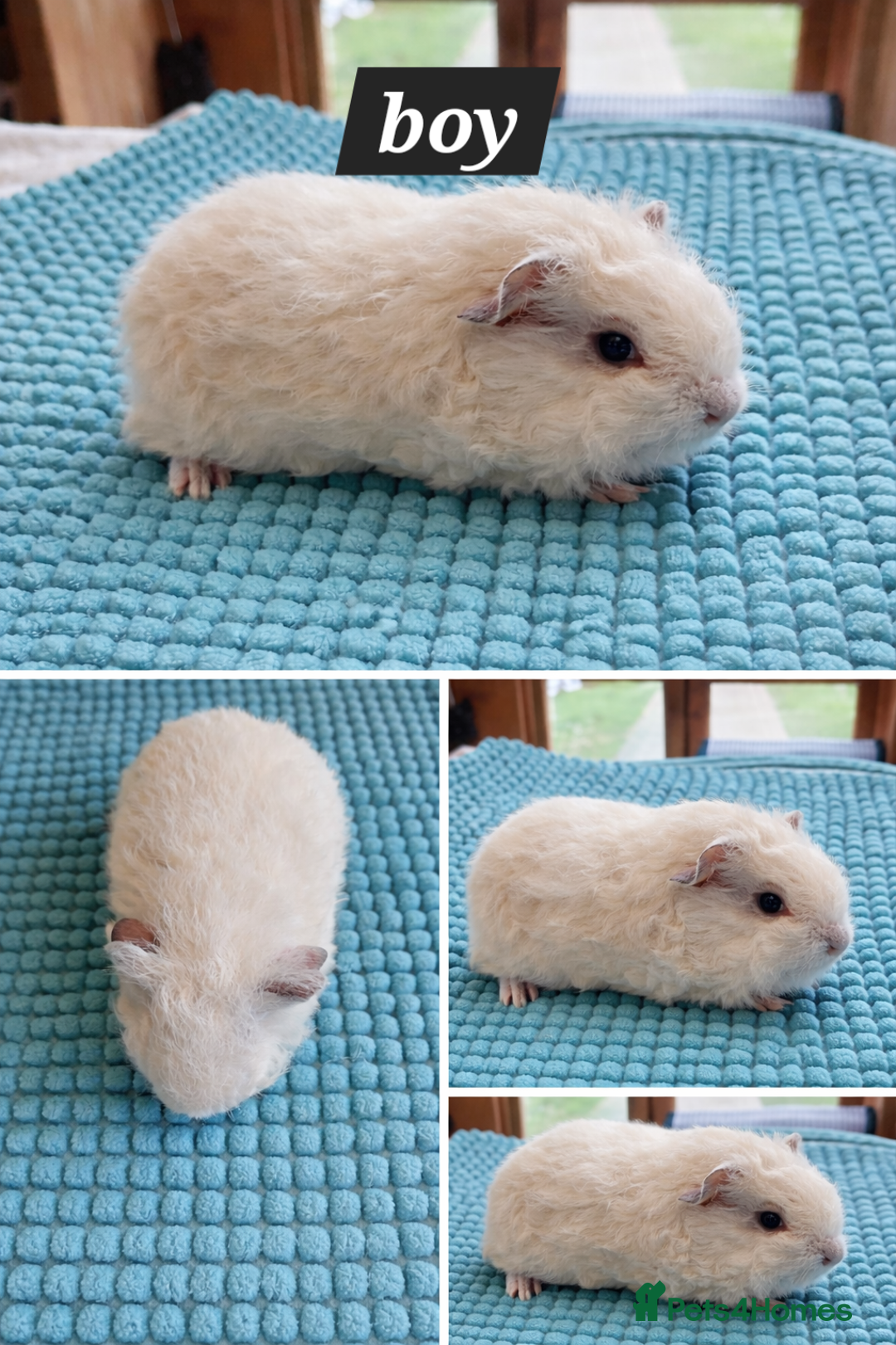 Guinea Pig rodents for sale: Texel baby guineapigs  - Advert 5