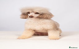 Toy Poodle dogs for stud: EXTENSIVELY HEALTH TESTED POODLE STUD - Image 7