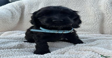 Cocker Spaniel dogs - Advert 16