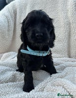 Cocker Spaniel dogs - Advert 5