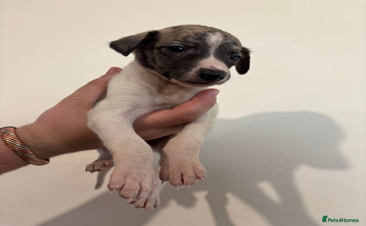 Mixed Breed dogs - Advert 1