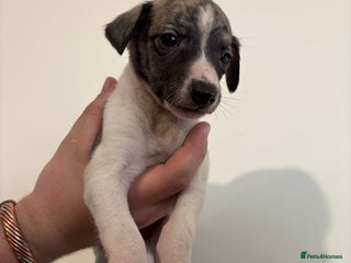 Mixed Breed dogs - Advert 6