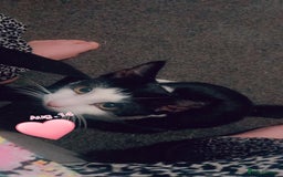 Mixed Breed cats for sale: 6month old Male black and White Kitten - Image 5