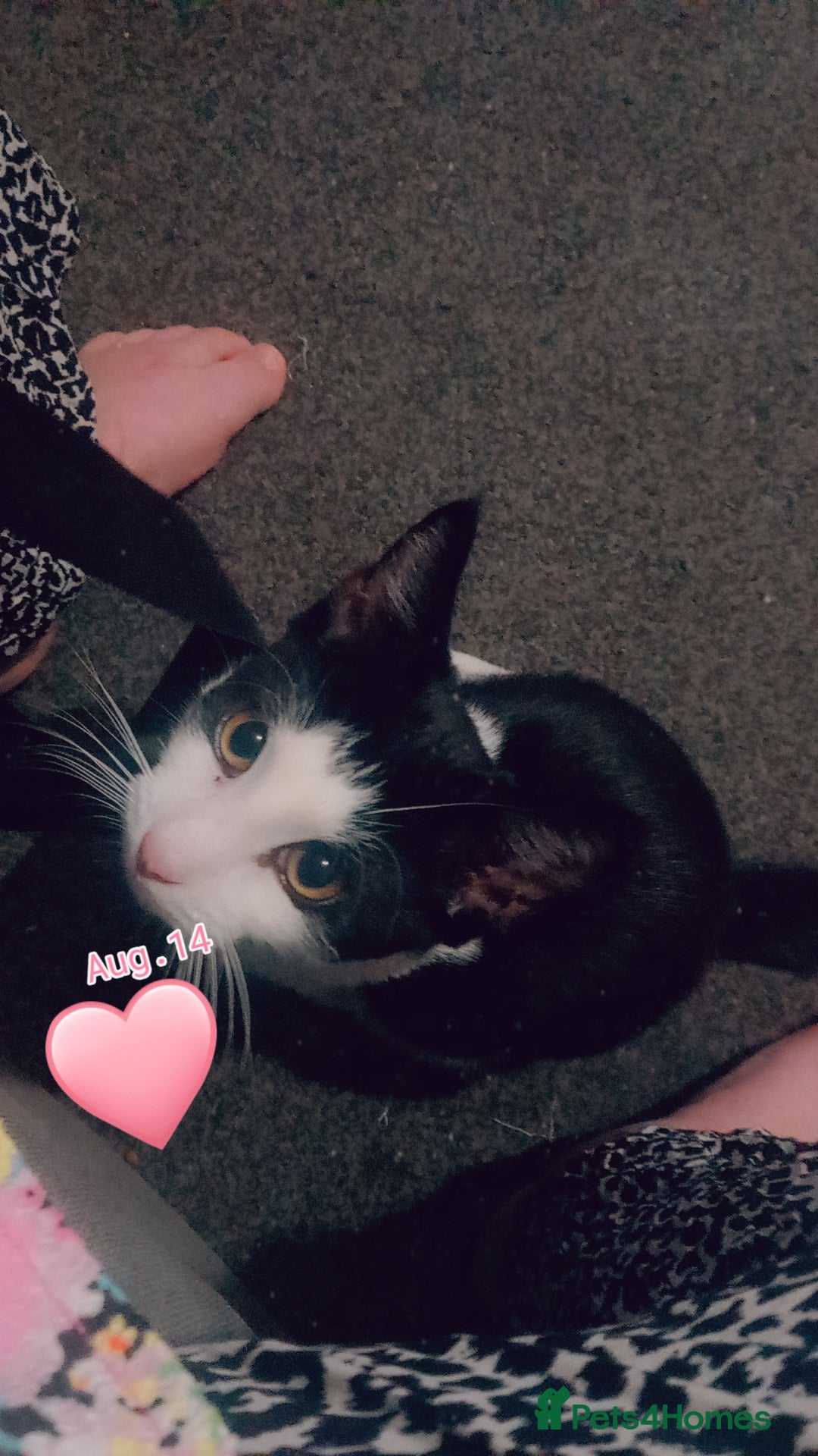 Mixed Breed cats for sale: 6month old Male black and White Kitten - Image 5