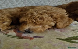Miniature Poodle dogs for sale: Beautiful Miniature poodles  - Image 22