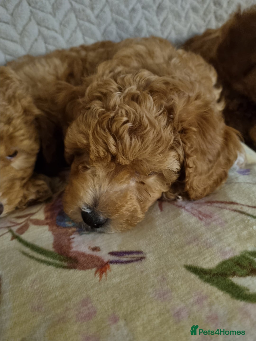 Miniature Poodle dogs for sale: Beautiful Miniature poodles  - Image 22