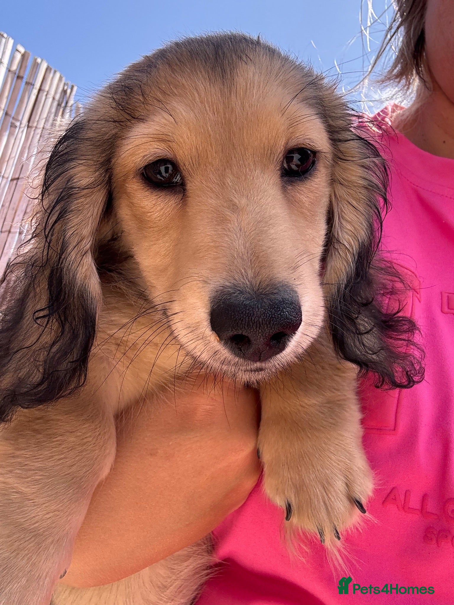 Miniature Dachshund dogs Fully vaccinated!Miniature Dachshund Puppy - Advert 5