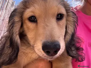 Miniature Dachshund dogs Fully vaccinated!Miniature Dachshund Puppy - Advert 5