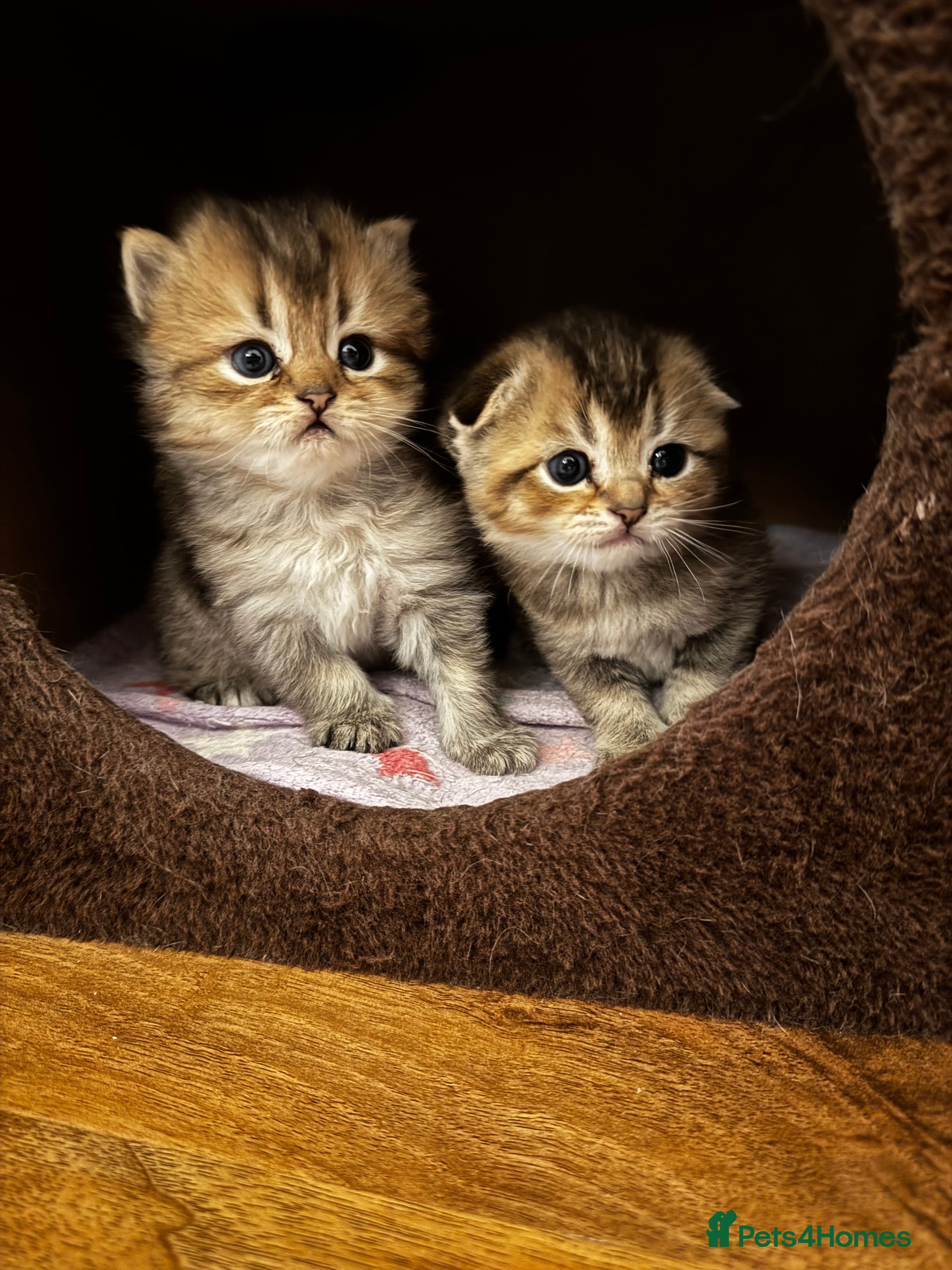 Scottish Fold cats Purebred Chinchilla Scottish Fold Kittens  🐾 - Advert 10