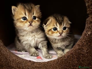 Scottish Fold cats Purebred Chinchilla Scottish Fold Kittens 🐾 - Advert 3