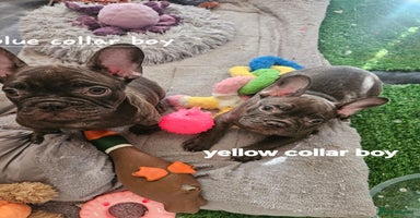 French Bulldog dogs - Advert 6
