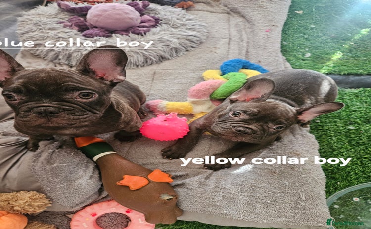 French Bulldog dogs - Advert 1