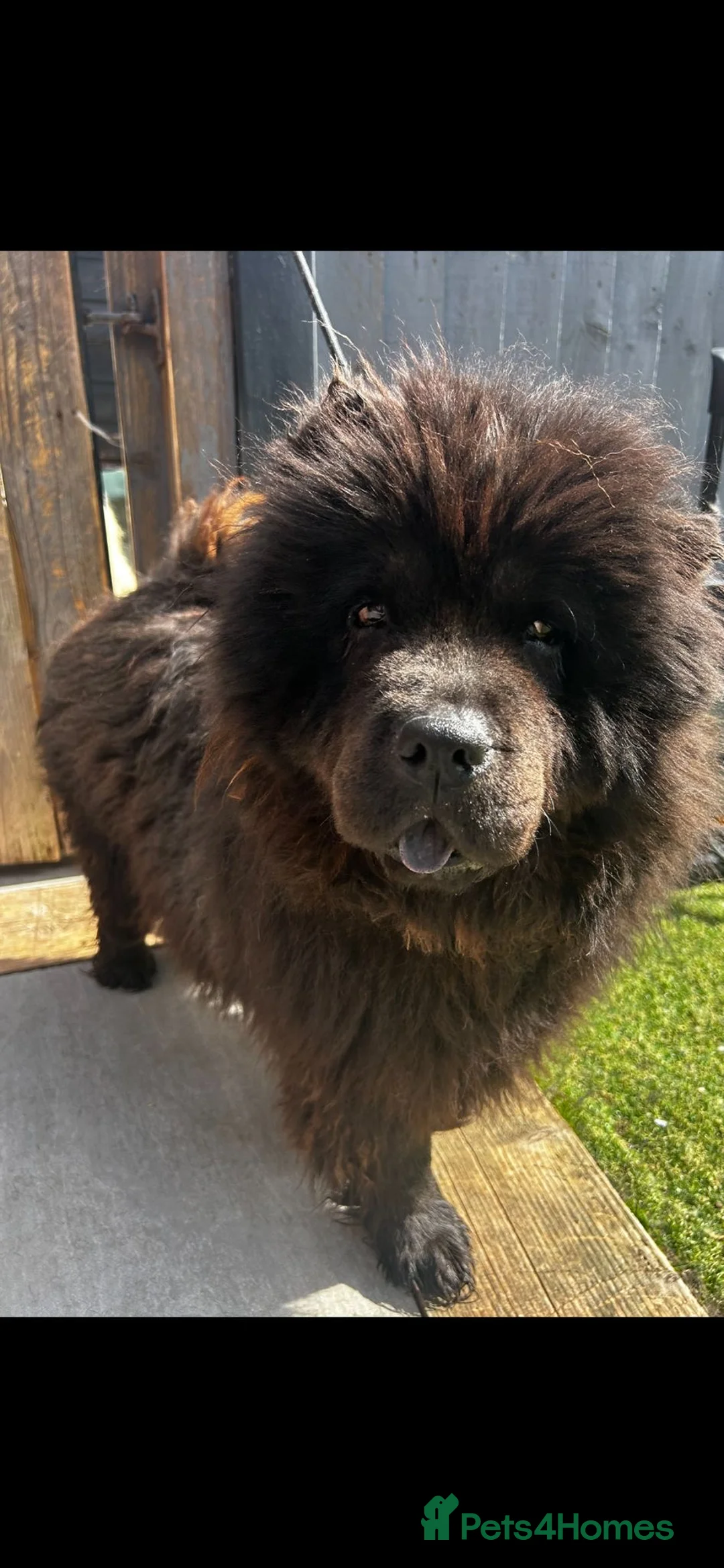 Chow Chow dogs for sale: My  3 year old beautiful chow chow girl in Doncaster - Advert 1