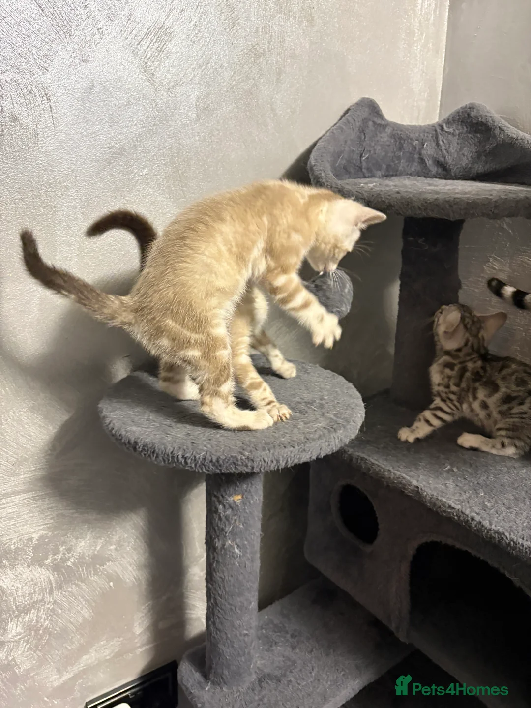 Bengal cats for sale: Bengal tiger kittens  - Advert 26