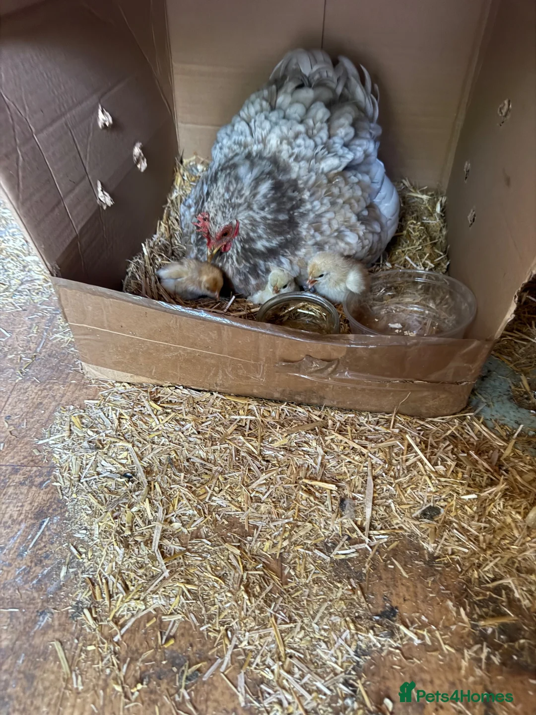 Chickens poultry for sale: Chicks - Advert 5