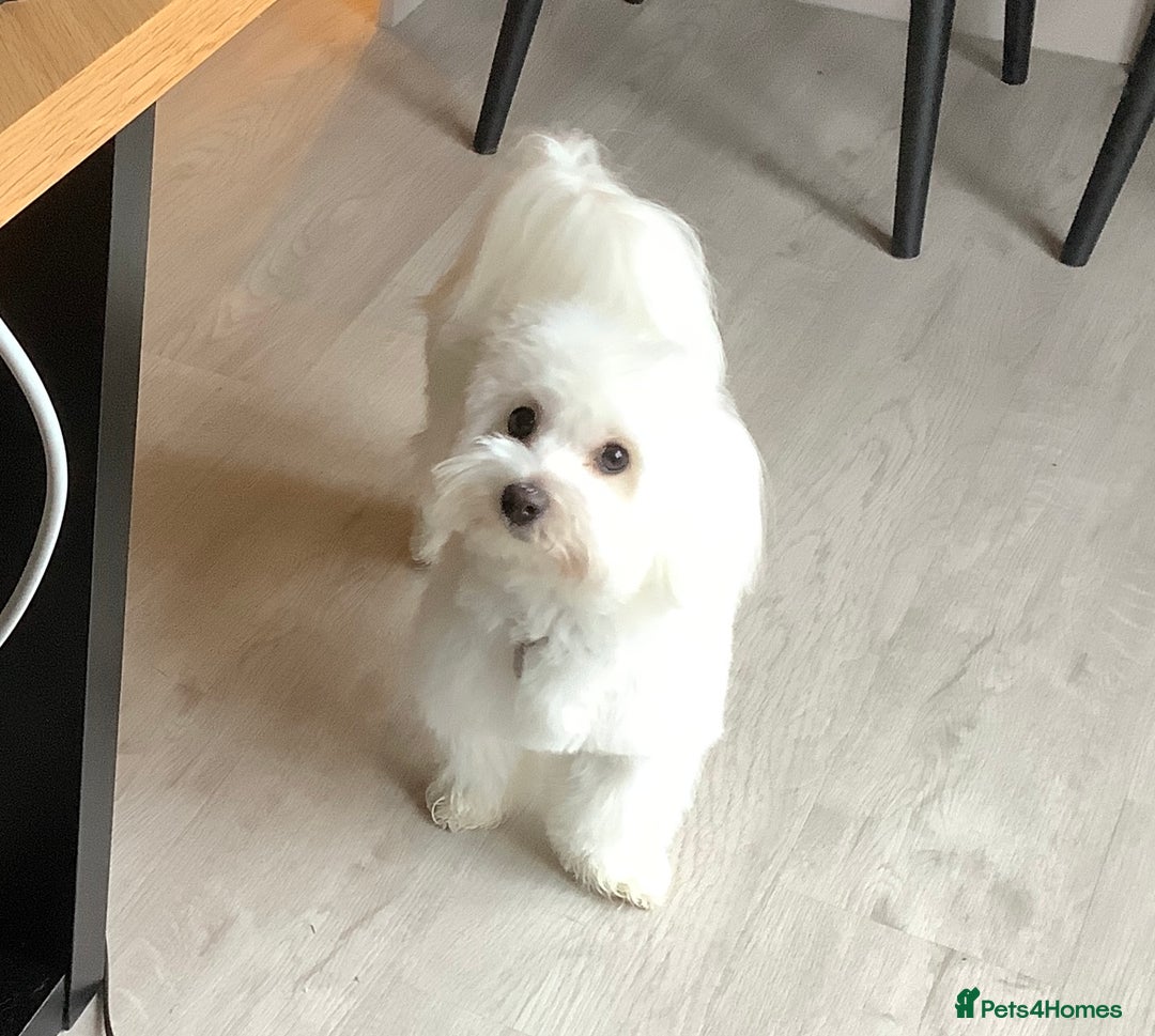 Coton De Tulear dogs for sale: Coton de Tulear, KC Registered Puppy - Advert 2
