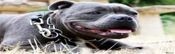 Staffordshire Bull Terrier dogs for sale: 💚💚💚BLUE STAFFIES 💚💚💚 - Advert 1