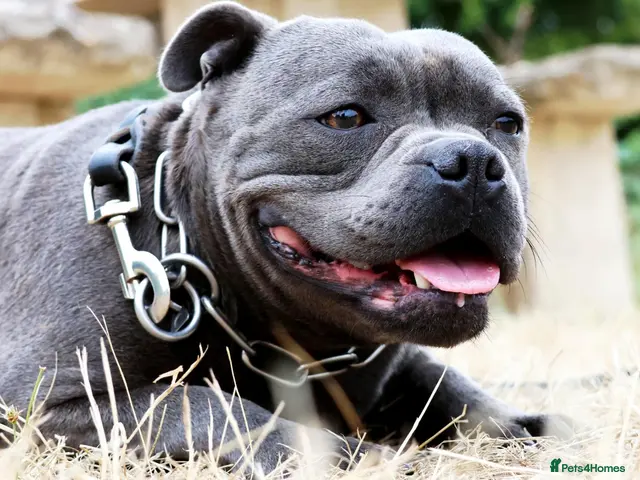 Staffordshire Bull Terrier dogs for sale: 💚💚💚BLUE STAFFIES 💚💚💚 - Advert 5