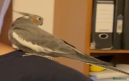 Cockatiels birds for sale: Tamed cockatiel  - Image 1