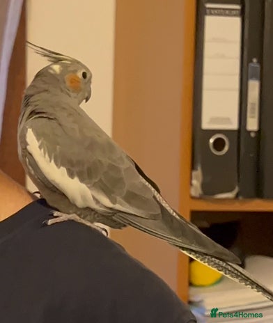 Cockatiels birds - Advert 4