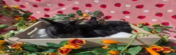 Mixed Breed rabbits for sale: Netherland Dwarf x Lion head ready ☆15th may - Advert 5