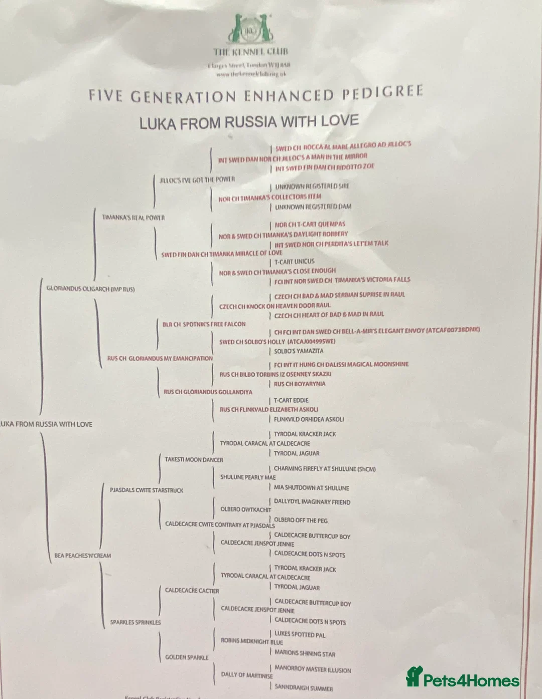 Dalmatian dogs for stud: 🔥KC Registered Dalmatian Stud–£400 (Proven) in Bootle - Advert 10