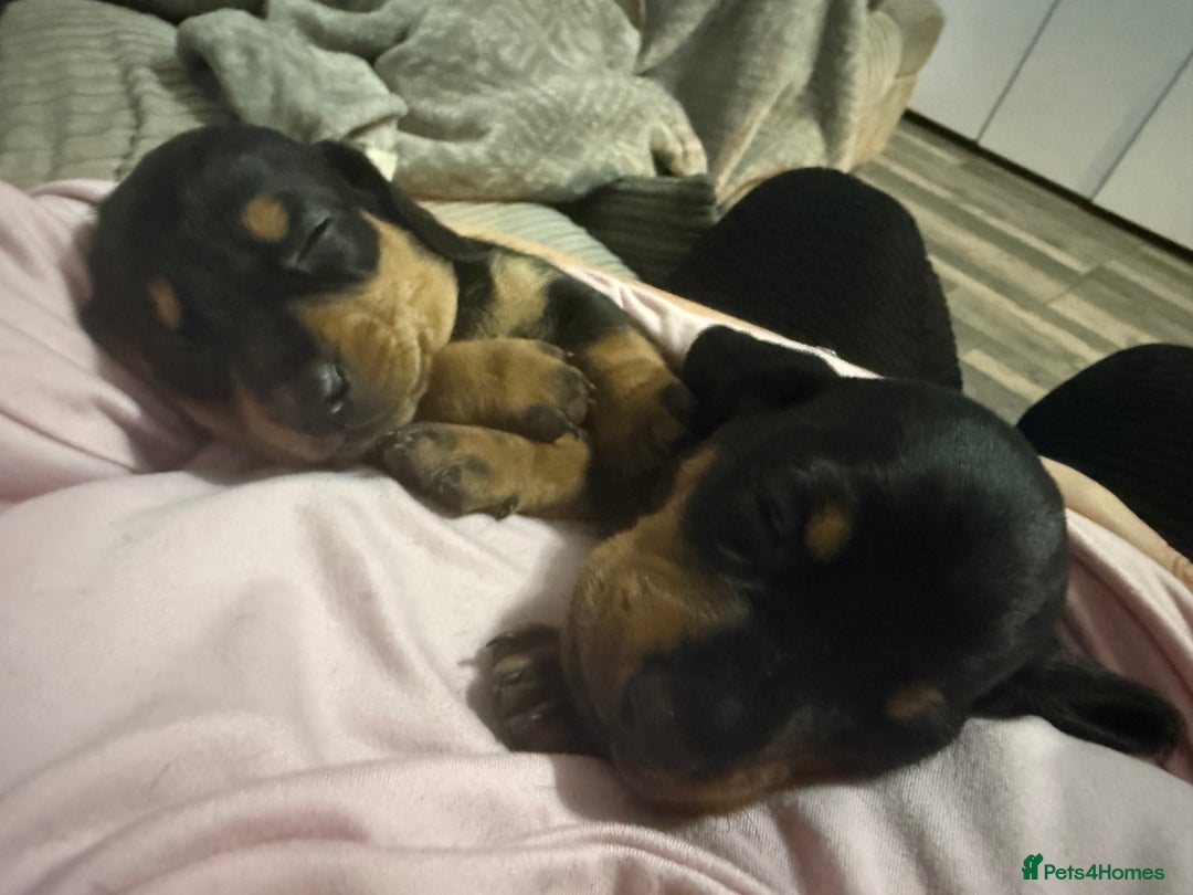 Dachshund dogs for sale: dachshund puppies  - Image 8