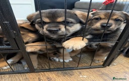 Mixed Breed dogs for sale: HuskyGerman/Rotweiler mixed breed puppies for sale - Advert 23