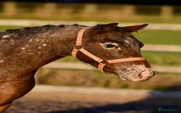 Appaloosa horses for sale: Outstanding spotted filly - Image 2