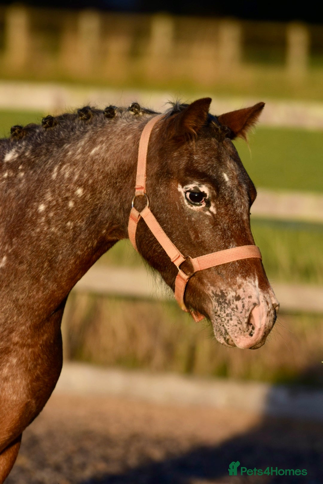 Appaloosa horses for sale: Outstanding spotted filly - Image 2